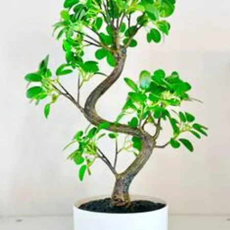 The White Lion Downtown And Balcony