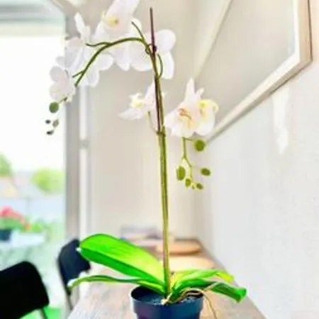 The White Lion Downtown And Balcony Saint-Nazaire (Loire-Atlantique)